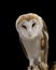 Calm wise male barn owl perched looking at the camera