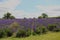 Calming Field of Purple Lavender