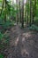 Calming morning walk through green forest in shadows