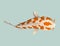 Calmly floating fish. Koi fish vector illustration japanese carp, colorful oriental koi in Asia. Chinese goldfish