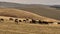 Calmly grazing herd of horses on a hill in a mountainous area. Air view. Animal husbandry in mountainous areas