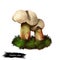 Caloboletus calopus, bitter beech or scarlet stemmed mushroom closeup digital art illustration. Boletus has light creame cap.