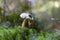 Caloboletus calopus, commonly known as the bitter beech bolete or scarlet-stemmed bolete, is a fungus of the bolete family.