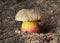 Caloboletus calopus, commonly known as the bitter beech bolete or scarlet-stemmed bolete, is a fungus of the bolete family.