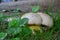 Caloboletus radicans, or  rooting bolete or whitish bolete