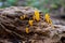 Calocera cornea on a dead tree