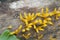 Calocera cornea mushrooms