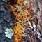 Calocera furcata fungus