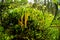 Calocera viscosa- yellow stagshorn