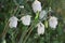 Calochortus Albus Bloom - San Rafael Mtns - 051623