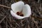 Calochortus Catalinae Bloom - Ventura Coast - 033122