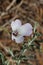 Calochortus Invenustus Bloom - San Gabriel Mtns - 061322