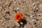 CALOCHORTUS KENNEDYI BLOOM - PIONEERTOWN MP - 050820 B