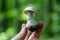 Calocybe gambosa or St George`s Mushroom
