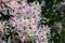 Calodendrum capense Cape chestnut