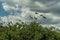 Caloosahatchee river in Fort Myers and Pelicans Birds on tree.