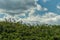 Caloosahatchee river in Fort Myers and Pelicans Birds on tree.