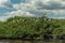 Caloosahatchee river in Fort Myers and Pelicans Birds on tree.