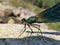 Calopteryx virgo