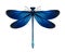 Calopteryx Virgo dragonfly