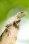 Calotes emma alticristatus is spcies name of reptile