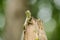 Calotes emma alticristatus is spcies name of reptile