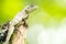 Calotes emma alticristatus is spcies name of reptile