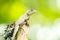 Calotes emma alticristatus is spcies name of reptile