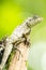 Calotes emma alticristatus is spcies name of reptile