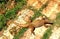 Calotes versicolor Giant garden lizard outside