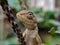 Calotes versicolor Lizard on leaf garden Lizard Oriental garden lizard  Reptiles in indian village garden image