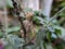 Calotes versicolor Lizard on leaf garden Lizard Oriental garden lizard  Reptiles in indian village garden image