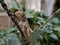 Calotes versicolor Lizard on leaf garden Lizard Oriental garden lizard  Reptiles in indian village garden image