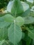 Calotrips Gigantea or Arka Leaf/Leaves Indian name Beautiful Green Leaves/Leafs.