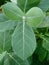 Calotrips Gigantea or Arka Leaf/Leaves Indian name Beautiful Green Leaves/Leafs.