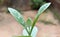 Calotropins gigantean plant leaf
