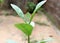 Calotropins gigantean plant leaf Growled small plant edge