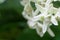 Calotropis, Beautiful white flower bouquet in the garden