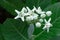 Calotropis, Beautiful white flower bouquet in the garden