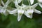 Calotropis, Beautiful white flower bouquet in the garden