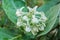 Calotropis Colorful white flower (Crown flower)