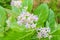 Calotropis Colorful white and purple flower