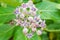 Calotropis Colorful white and purple flower