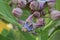 Calotropis Colorful white and purple flower