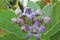 Calotropis Colorful white and purple flower