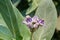 Calotropis Colorful white and purple flower (Crown flower)