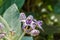 Calotropis Colorful white and purple flower (Crown flower)