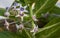 Calotropis Colorful white and purple flower (Crown flower)