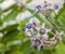 Calotropis Colorful white and purple flower (Crown flower)