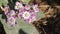 Calotropis gigantea, aak madar flowers